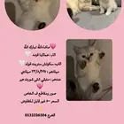 الخرج حي الورود