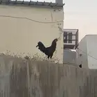 دجاج ل البيع