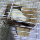 ذكر البينو صافي عيون جمر تبارك الرحمن فحل