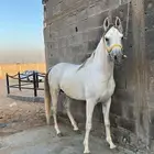 خيل