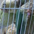 ذكر كنيور بلو شيك