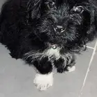 سلام عليكم للبيع كلب يحب اللعب نوعه مالتيز