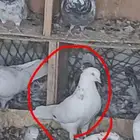 حمام قطيفي قلاب للبيع