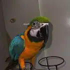 ببغاء
