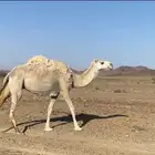 ناقة طيبة ما يجي غير الصامل