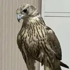 طير حر فرخ عرض15ونص طول15