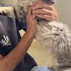 قط انثى شيرازي للبيع