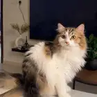 كيتن للتبني