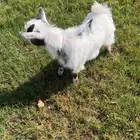 ماعز قزم ( تيس )