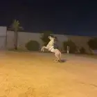 خيل شعبي