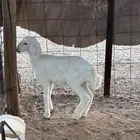طلي حري