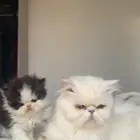 كيتن بيكي فيس