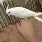 كروان البينو اليف هدد ( تم البيع )