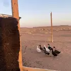 بط العمر من 8 شهور الى 10