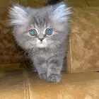 قط كيتين فاخر رمادي