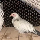 دجاج فرنسي