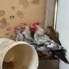 دجاج