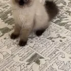 قطه