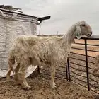 شاه عيسيه مضرع