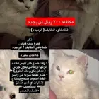 اعلان قط مفقود
