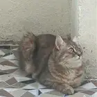 قطه لل تبني شيرازي امريكي عمر 1 سنه لاتعاني من اي امراض