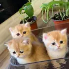 كتن سكوتش جولدن شورت هير للبيع