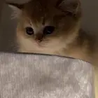 قطه سكوتش ستريت