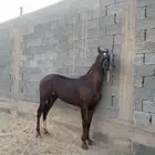 حصان شعبي كفو