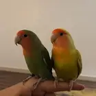 ببغاء روز اليف جدا وهدد تم البيع