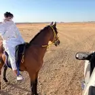 حصان شعبي شييخ للبيع