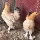 دجاج براهما