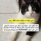 قط مفقود
