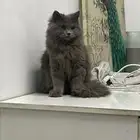 قطه انثى للتبني