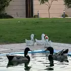 بط شرشري