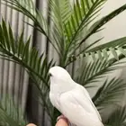 طير
