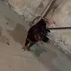 كلا لعوب ومعه الجهال وبدون عض