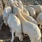 بهم كفو