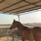 للبيع مهره عربيه بدون أوراق