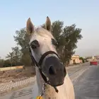 فرس مشبيه ومعها مهر