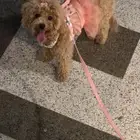 كلب انثى للبيع