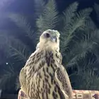 حر للبيع او مطلوب