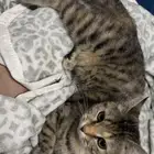 قطط للتبني