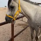 حصان واهو مستقبل فحل مربط