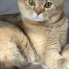 ذكر سكوتش فولد بيور