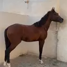 حصان شعبي