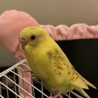 4 طيور بادجي عمرهم اقل من شهرين