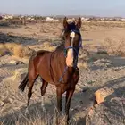 خيل شعبي