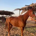 حصان الي يبيه ب500 فيه اصابه