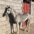 خيل مهر للبيع