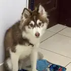 هاسكي للبيع